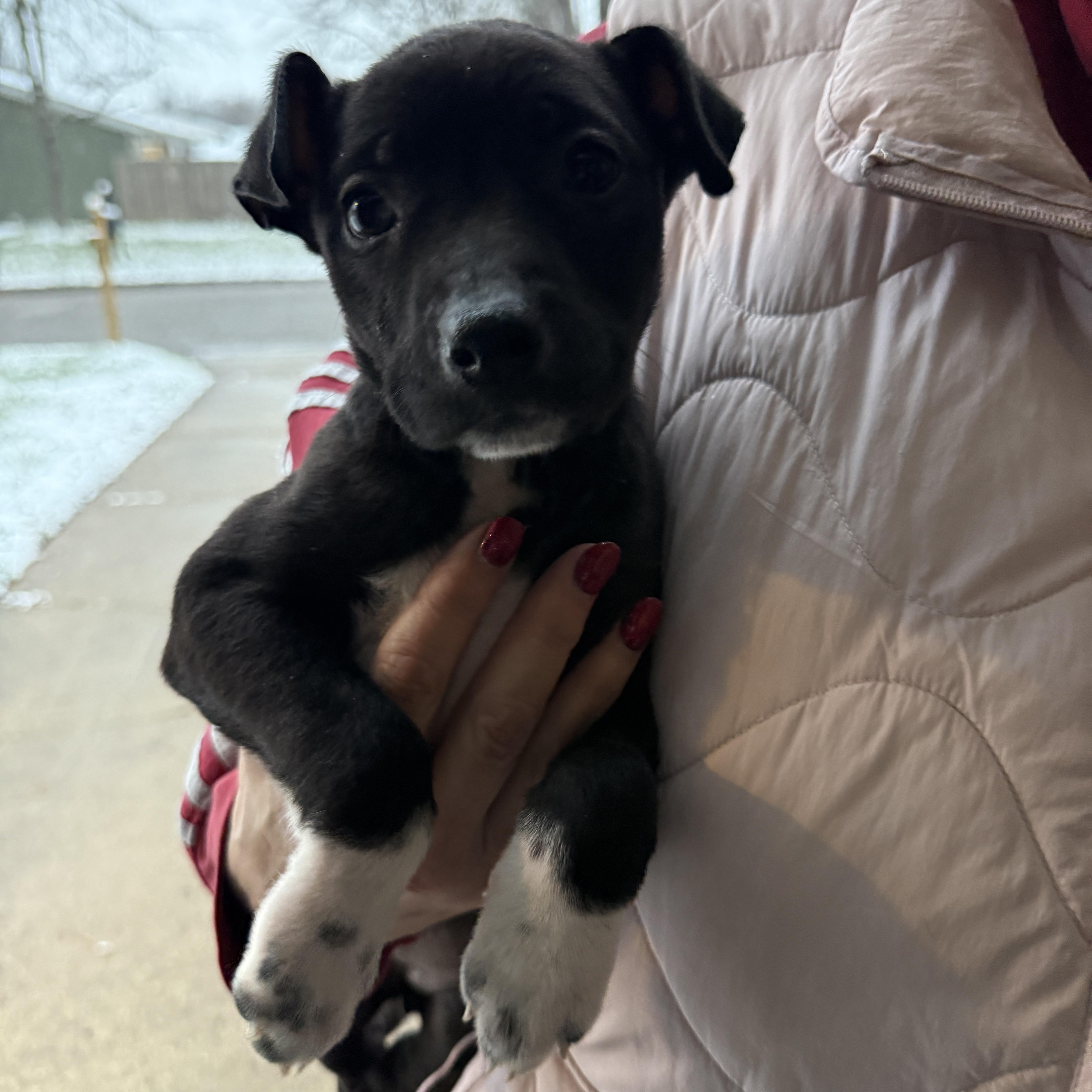 Enlarge Mercy, a ADOPTABLE Mixed Breed in Jeffersonville, IN image 1/1