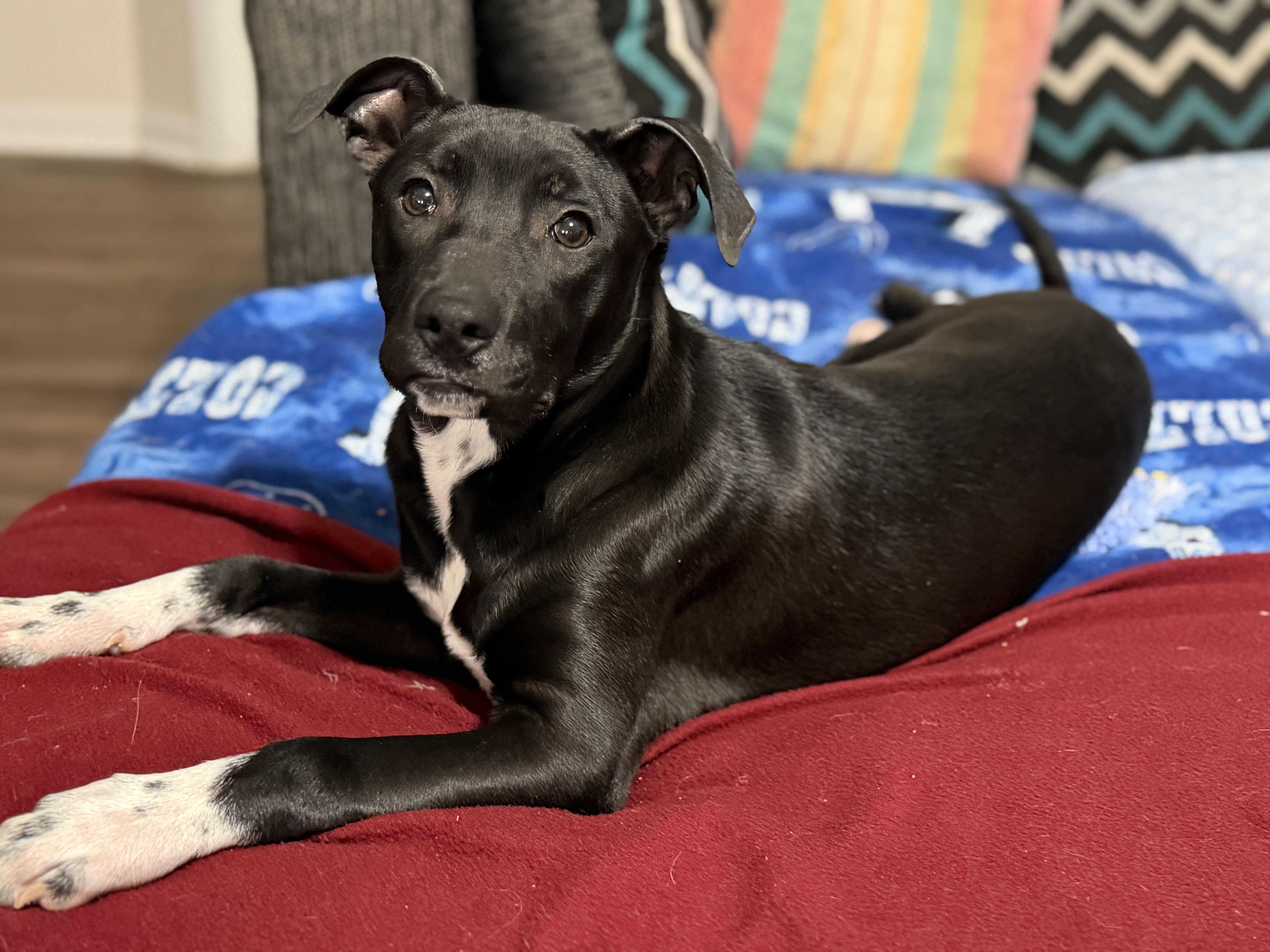 Marcy, ADOPTABLE, Puppy Female Mixed Breed.