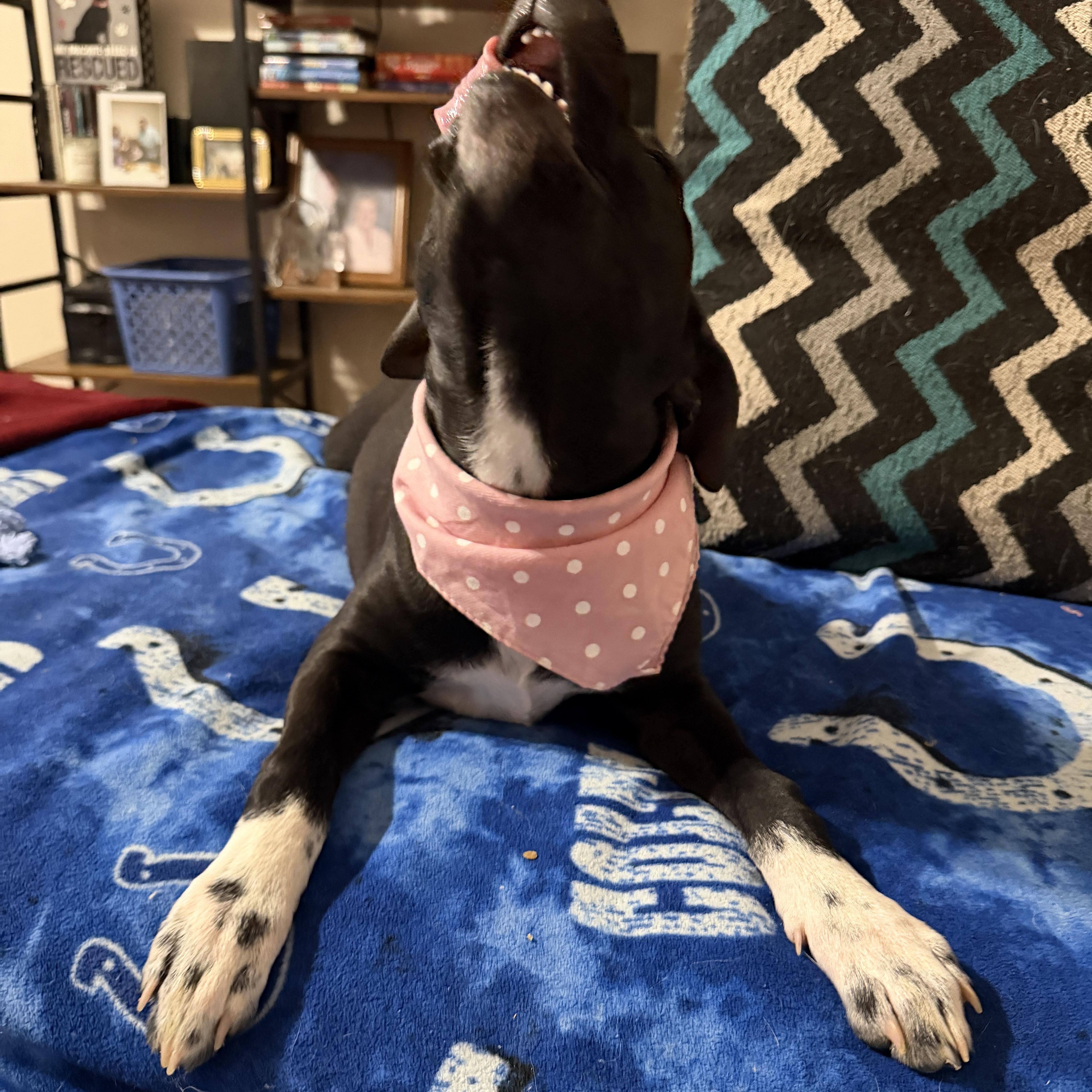 Enlarge Marcy, a ADOPTABLE mixed breed in Jeffersonville, IN image 6/6