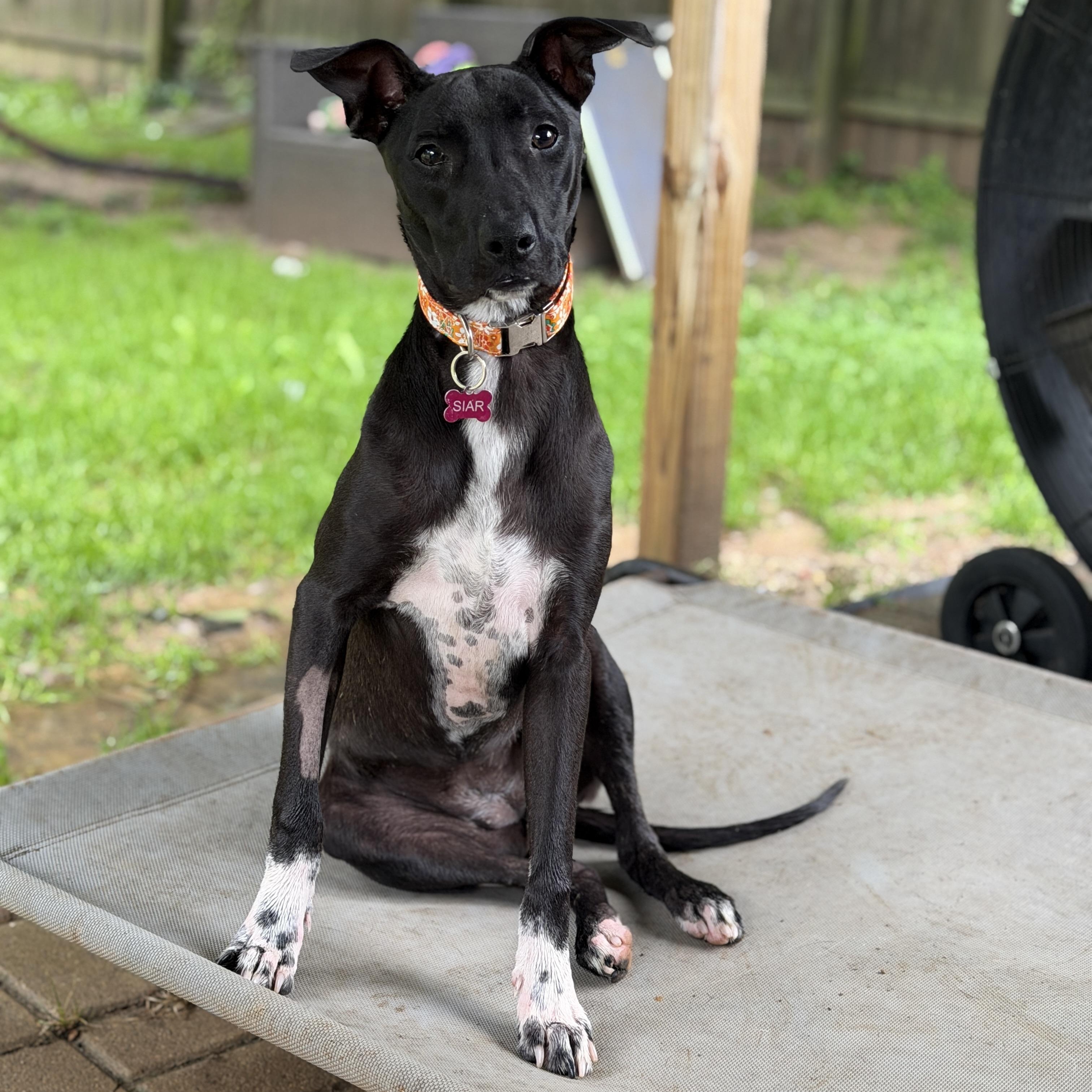 Mercy, Adopted, Young Female Mixed Breed.