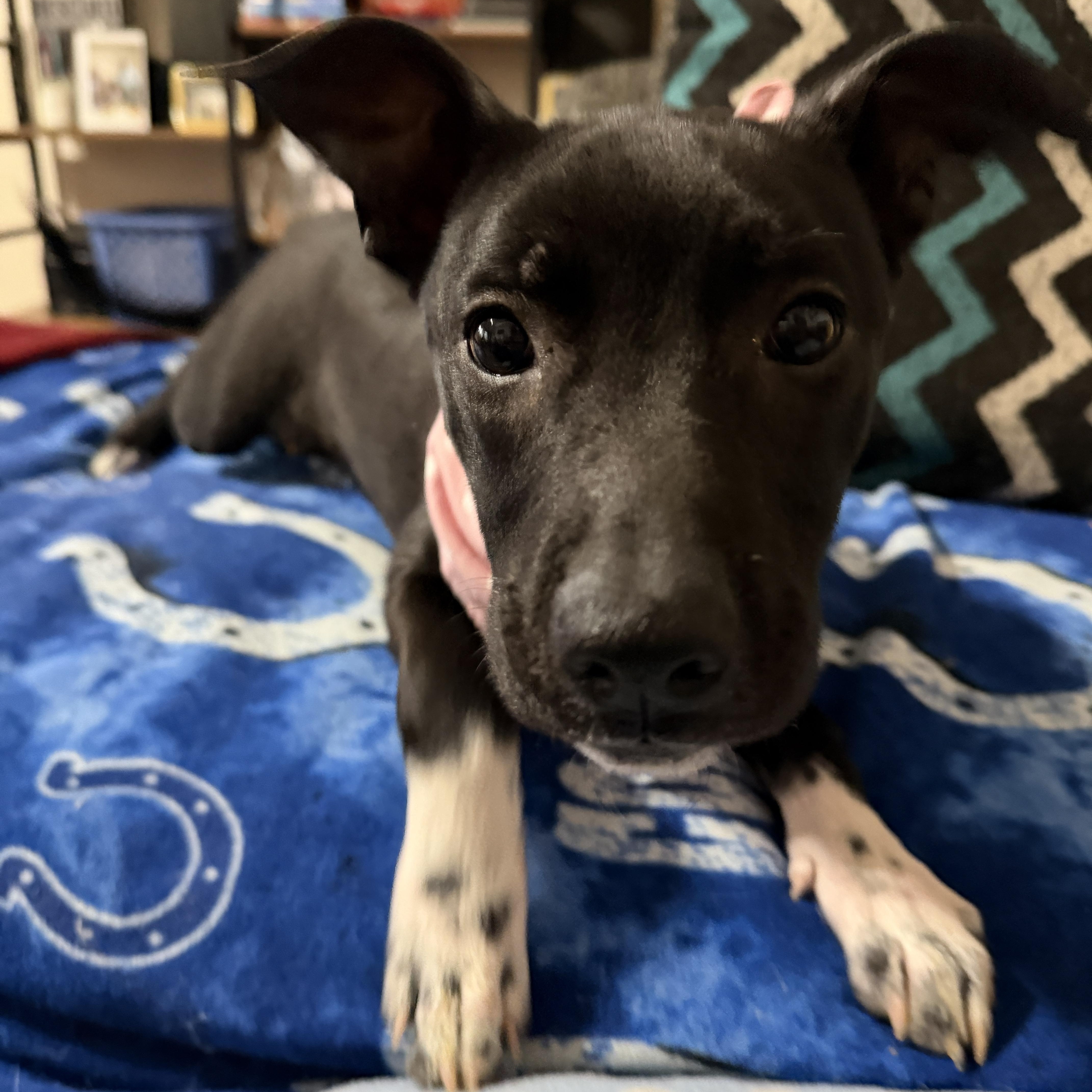 Enlarge Marcy, a ADOPTABLE mixed breed in Jeffersonville, IN image 3/6