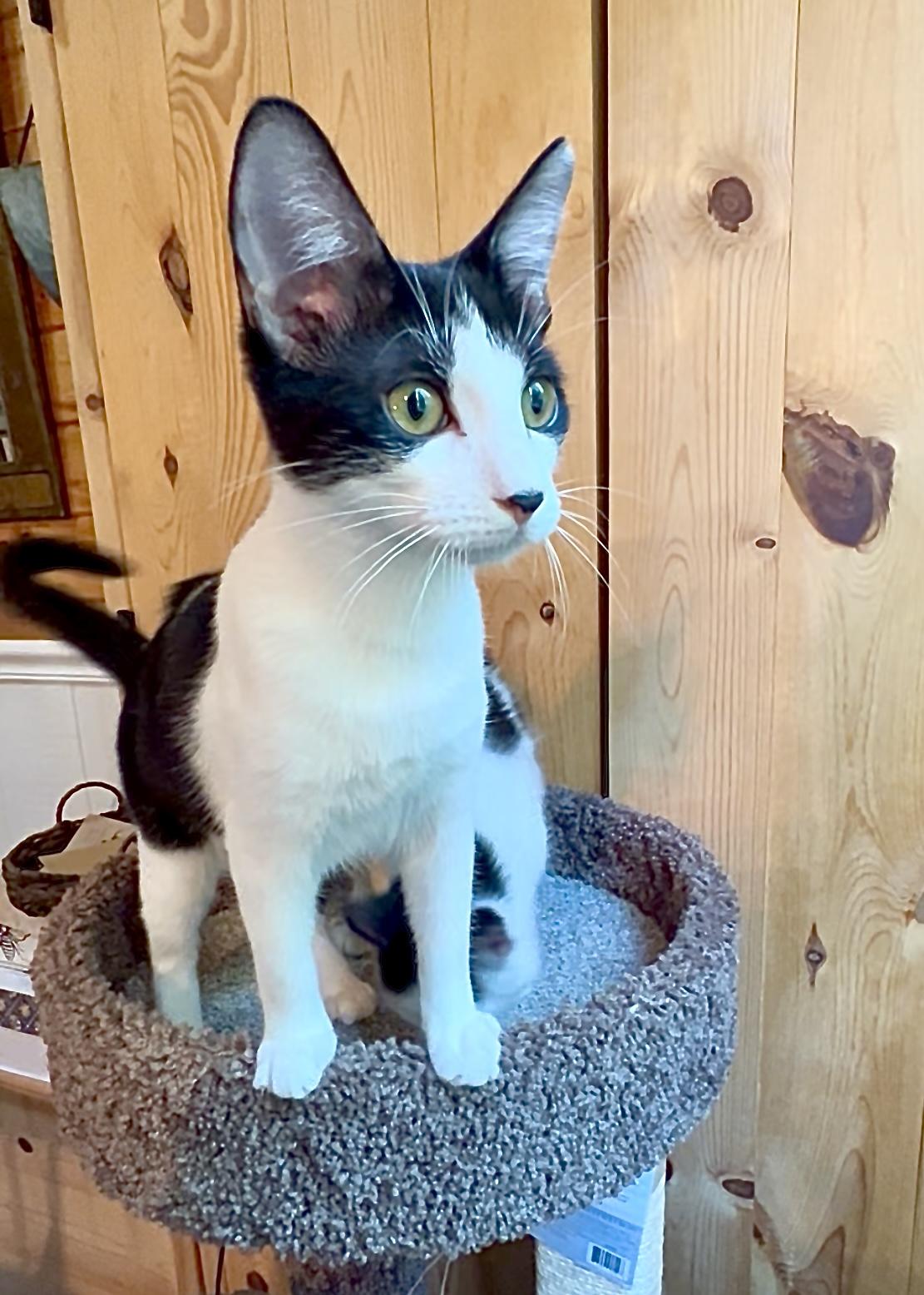 Bagua and Mara, Adoptable, Kitten Female Domestic Short Hair.