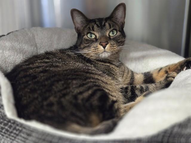 Enlarge SHADOW, a Adoptable Domestic Short Hair in Santa Monica, CA image 1/1