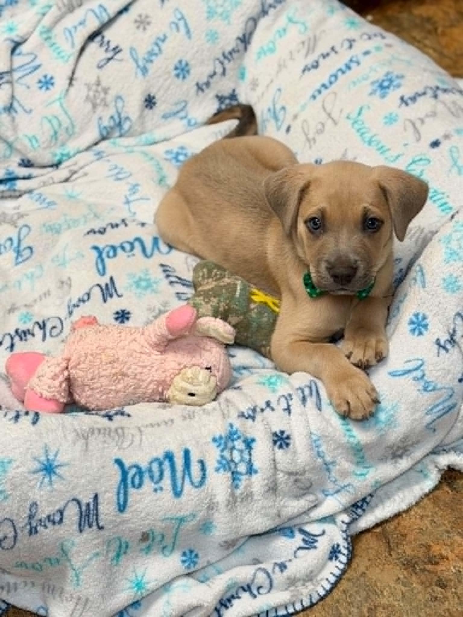 Pluto, adopted, Puppy Male Labrador Retriever & Black Mouth Cur.