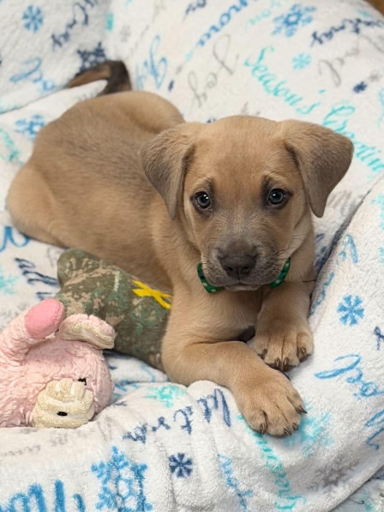Pluto, an adopted mixed breed in Brunswick, ME image 2/2
