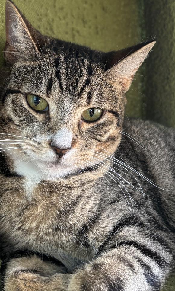 Croissant, Young Male Domestic Short Hair