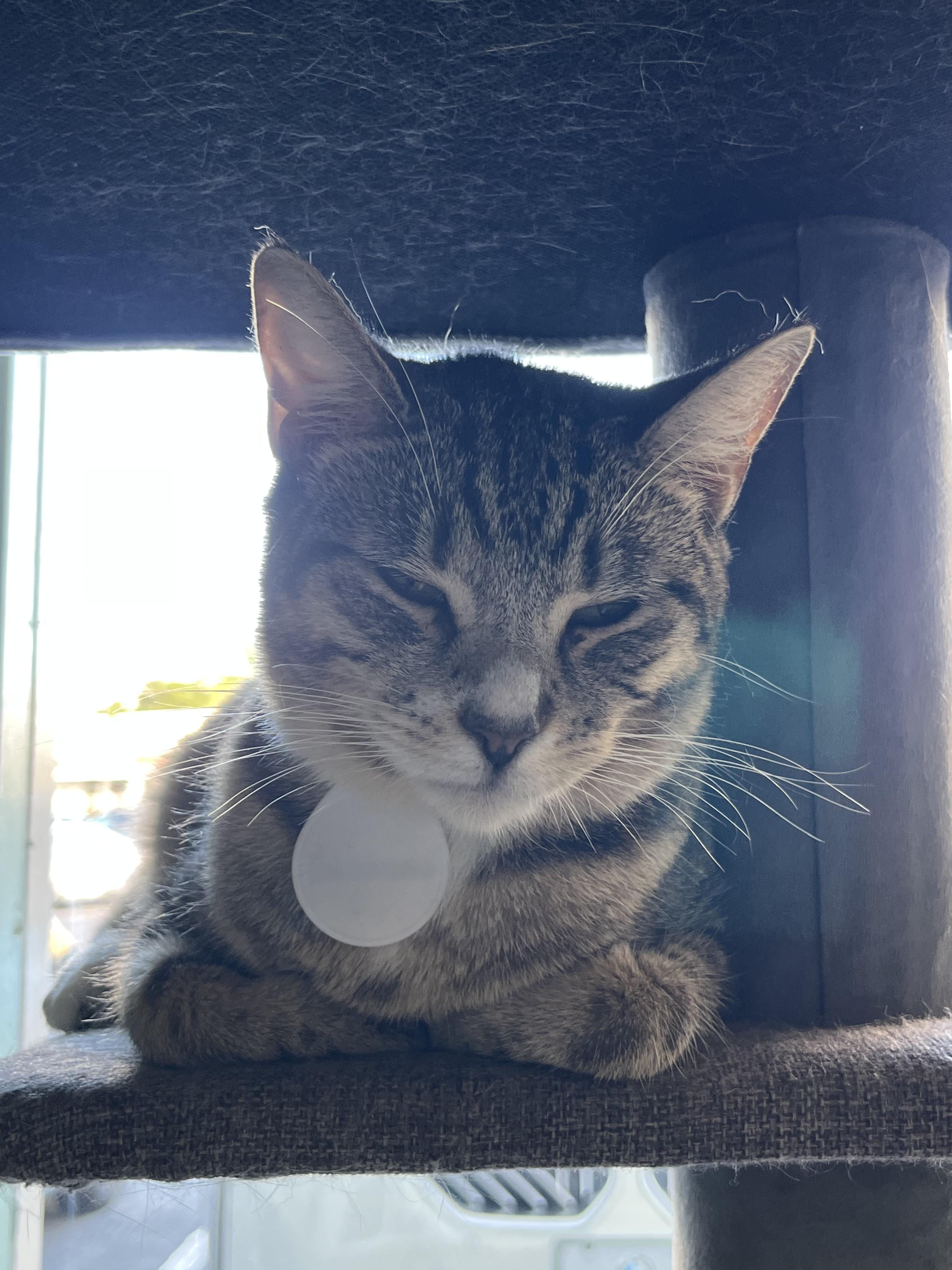 Croissant, an adoptable Domestic Short Hair in Aiea, HI, 96701 | Photo Image 2