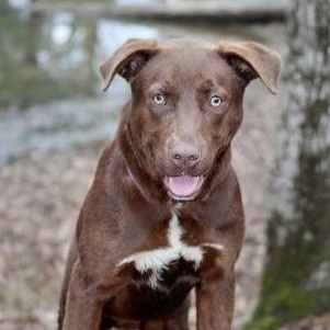 Enlarge DRAKE (FAUNA), an adopted mixed breed in Bethpage, NY image 3/6