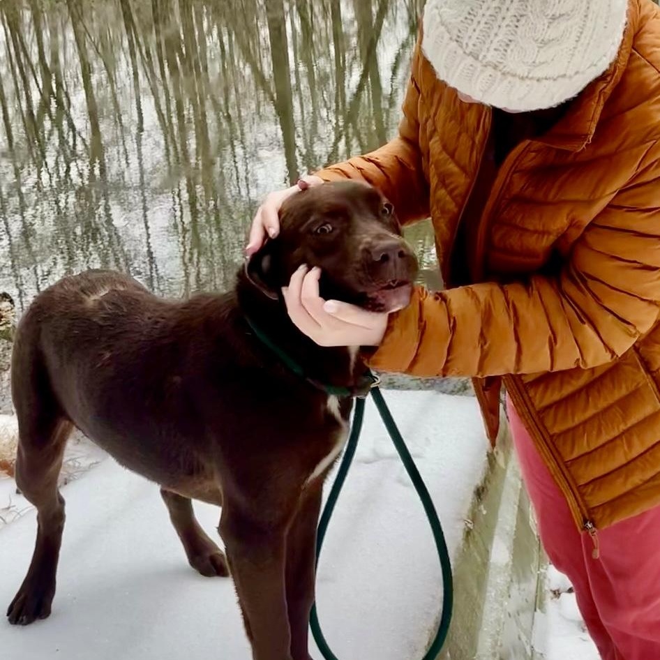 Enlarge DRAKE (FAUNA), an adopted mixed breed in Bethpage, NY image 4/6