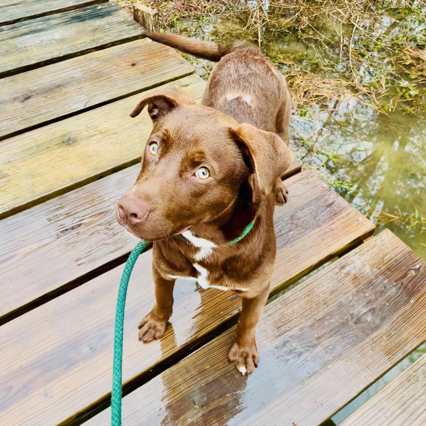 Enlarge DRAKE (FAUNA), an adopted mixed breed in Bethpage, NY image 2/6