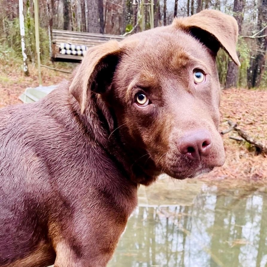 Enlarge DRAKE (FAUNA), an adopted mixed breed in Bethpage, NY image 5/6