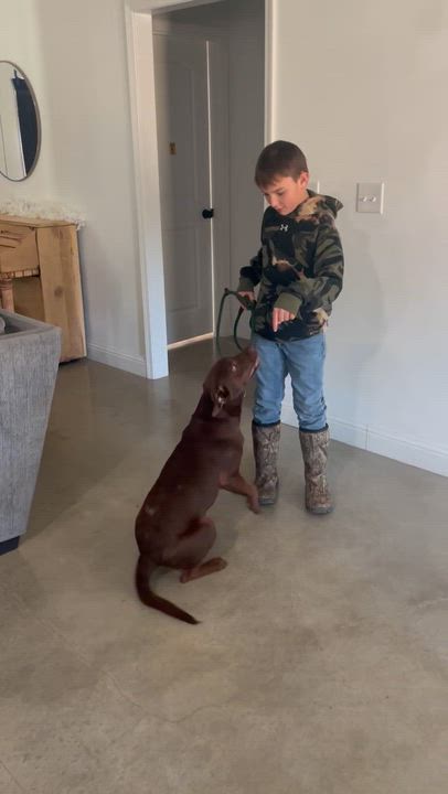 Enlarge DRAKE (FAUNA), an adopted mixed breed in Bethpage, NY video 6/6