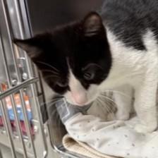 Enlarge Gregory, an adopted mixed breed in Rapid City, SD image 1/2