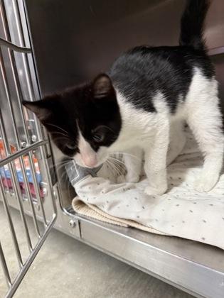 Enlarge Gregory, an adopted mixed breed in Rapid City, SD image 2/2