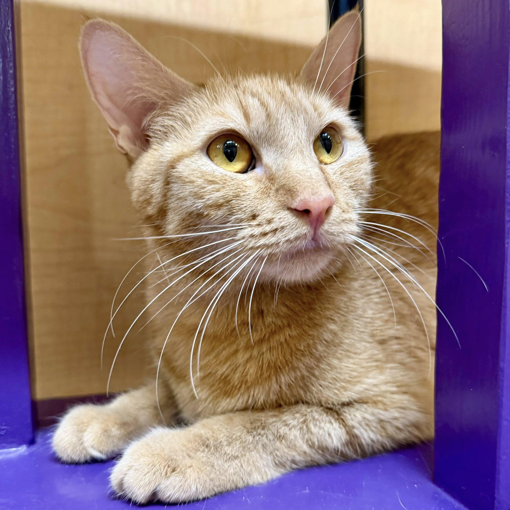 Orange Blossom, ADOPTABLE, Young Female Domestic Short Hair.