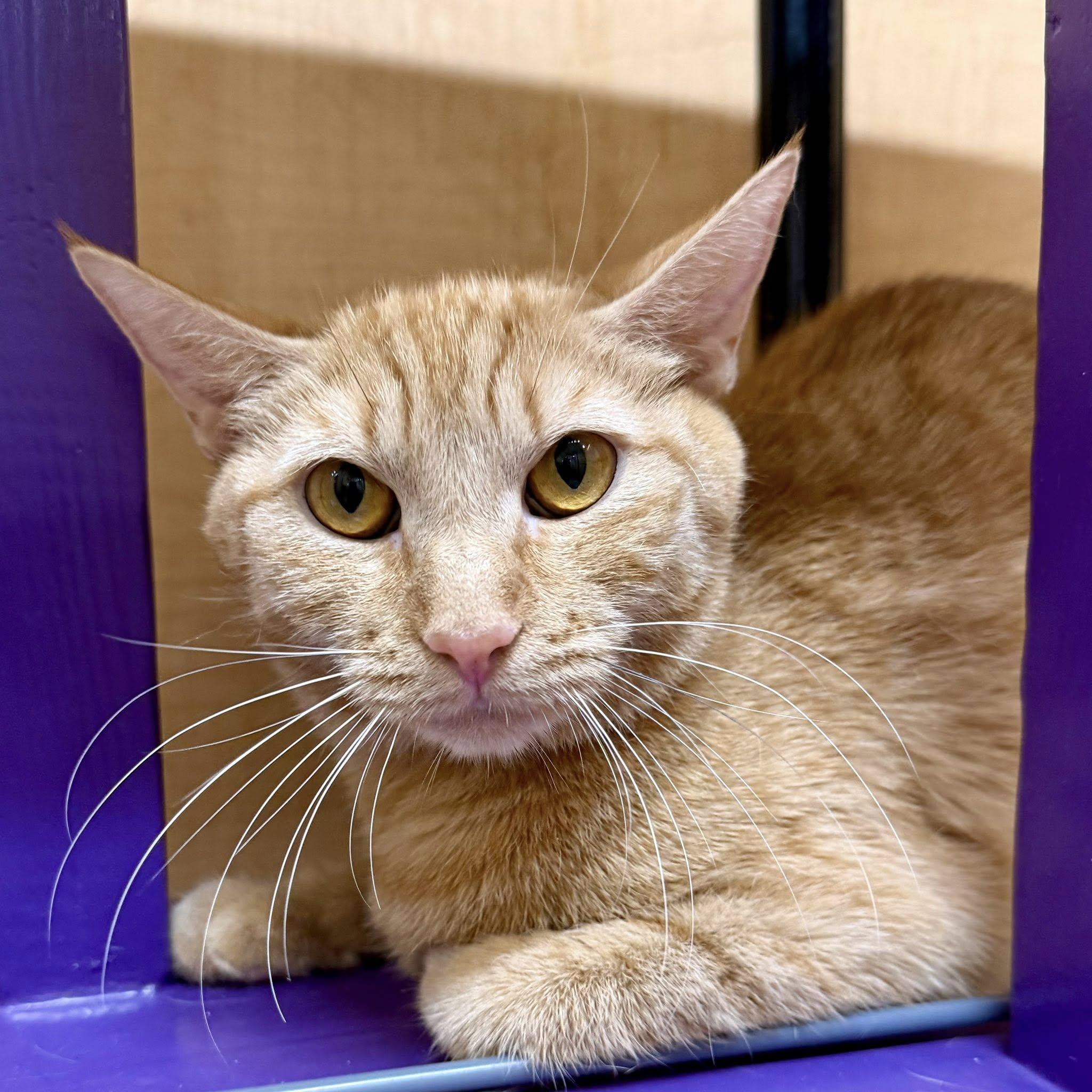 Orange Blossom, a ADOPTABLE Domestic Short Hair in Queen Creek, AZ image 3/3