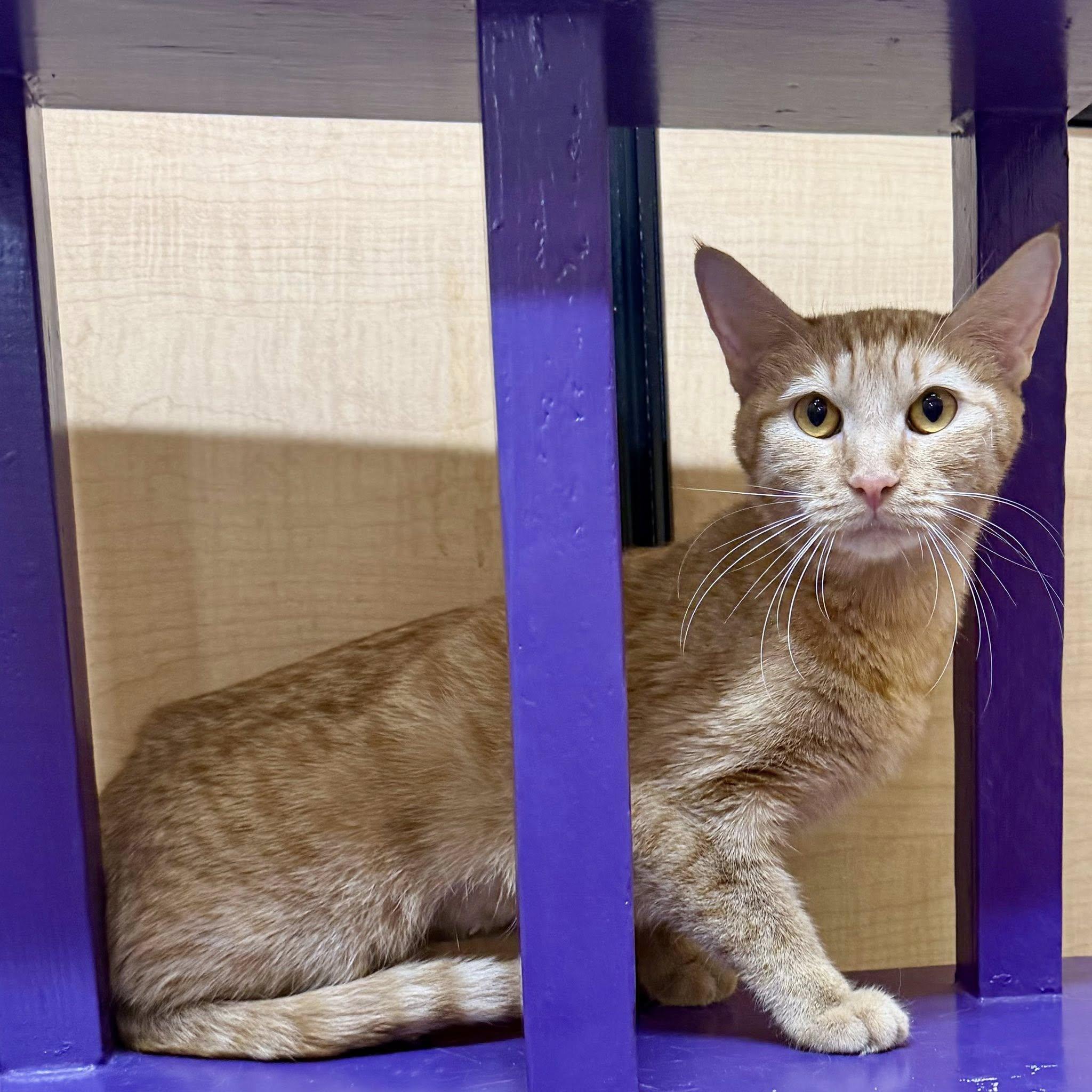 Orange Blossom, a ADOPTABLE Domestic Short Hair in Queen Creek, AZ image 2/3