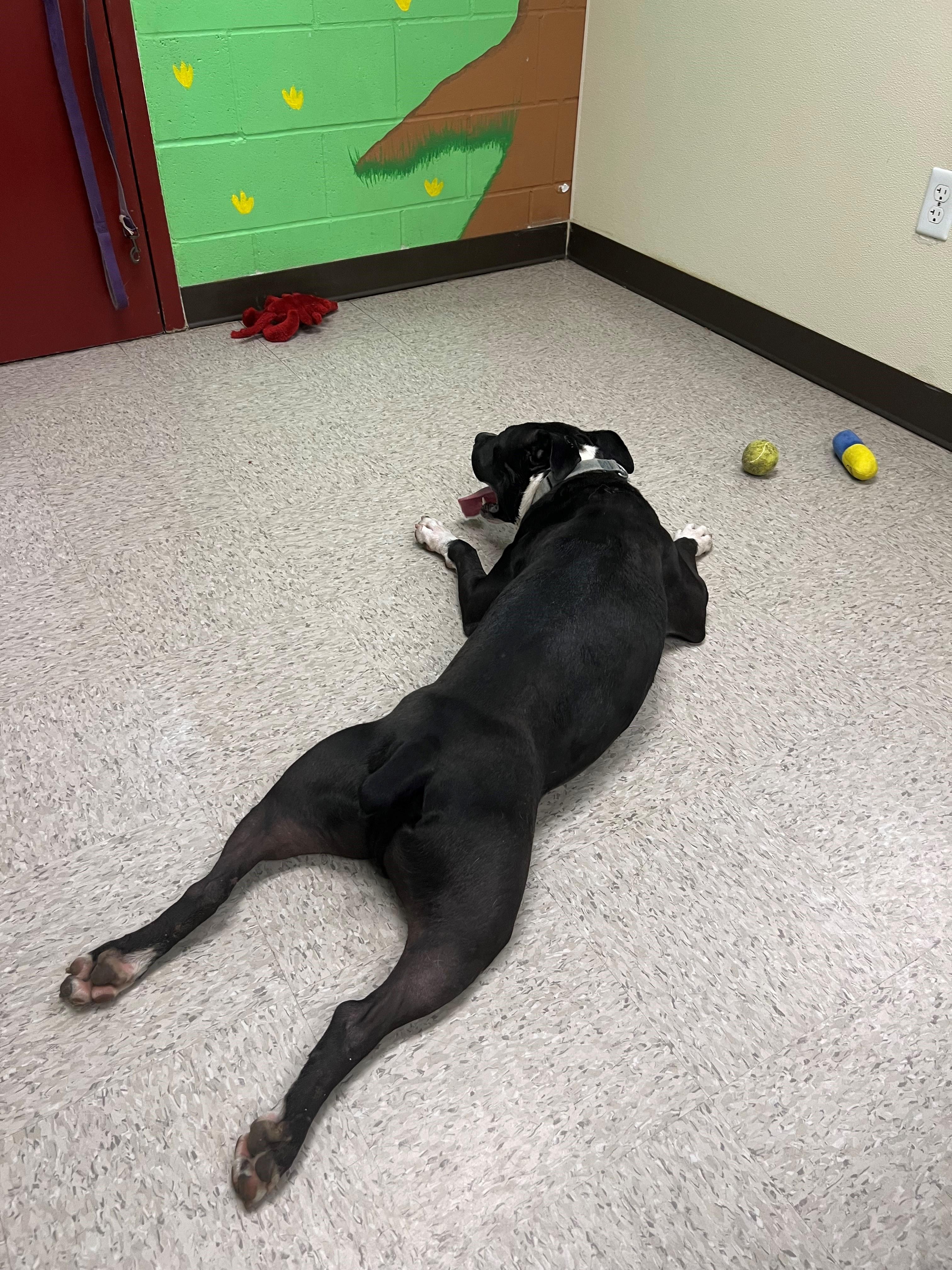 Leon, an adoptable Pit Bull Terrier in Redding, CA, 96099 | Photo Image 2