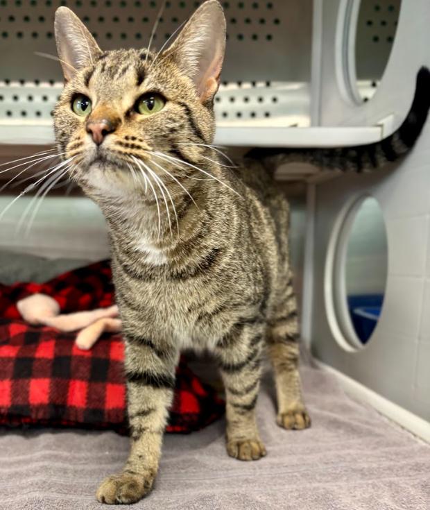 Gum Drop, ADOPTABLE, Adult Female Domestic Short Hair.