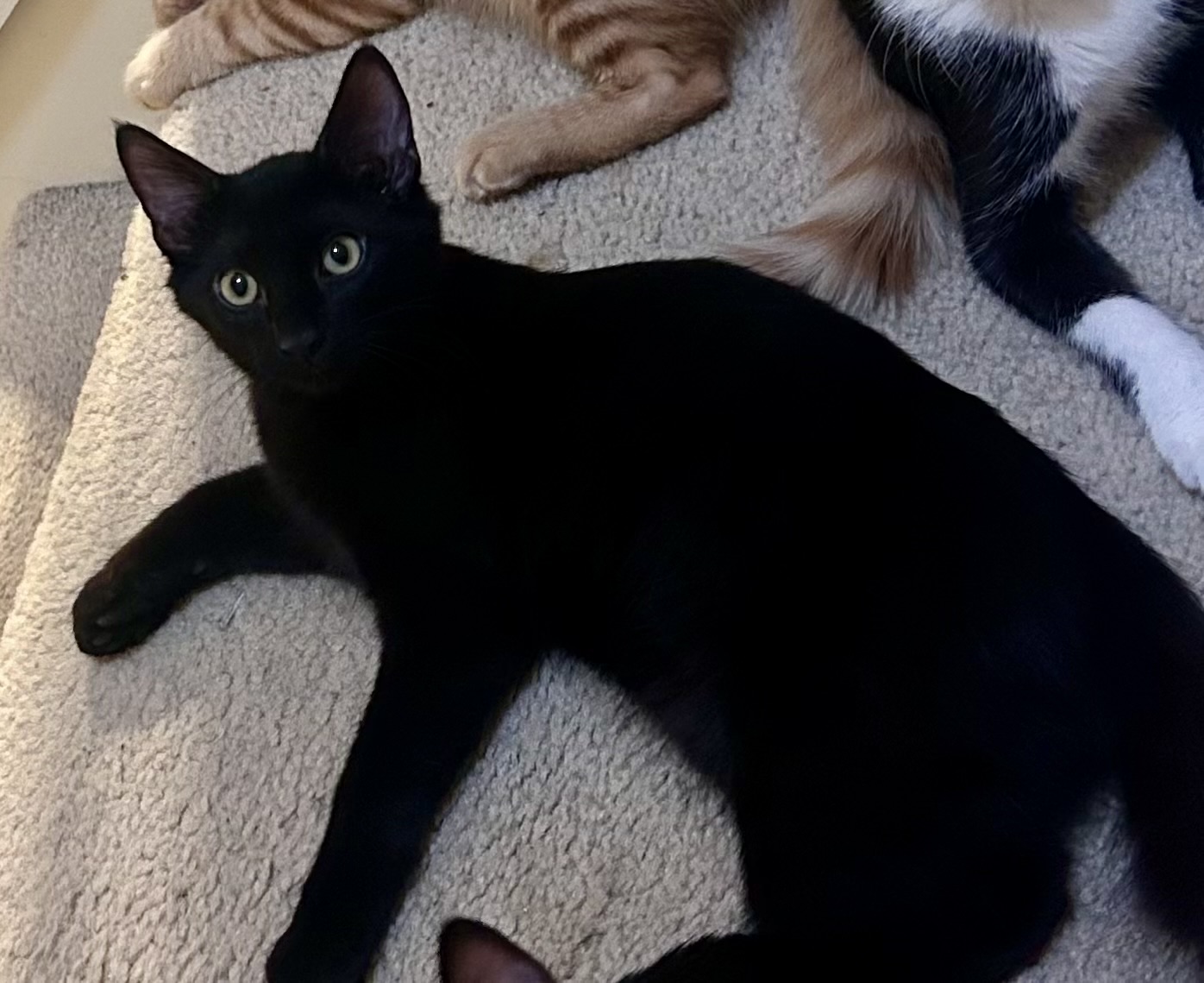 Beauty, Adoptable, Kitten Male Domestic Medium Hair.