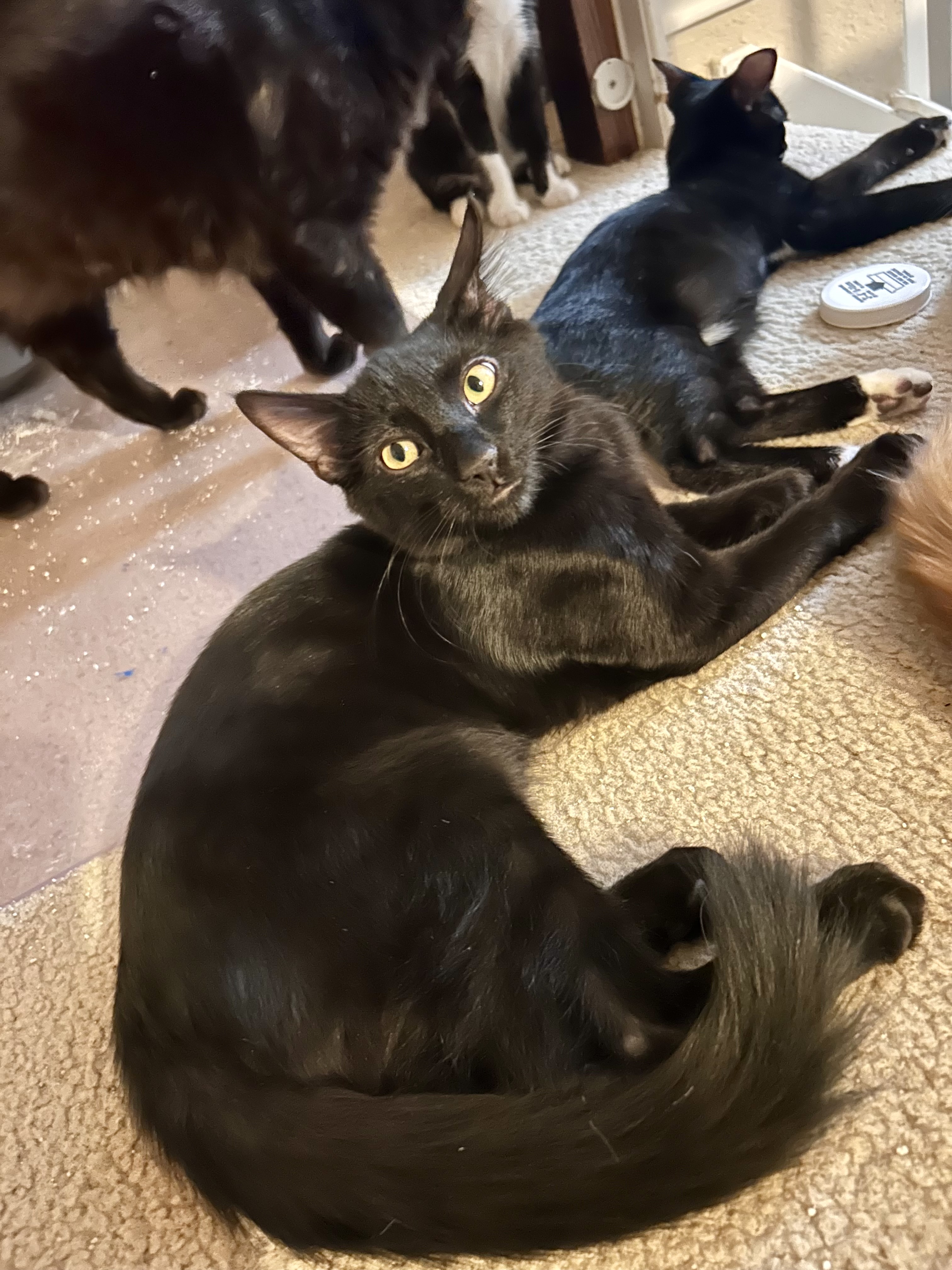 Enlarge Beauty, a Adoptable Domestic Medium Hair in Schertz, TX image 2/4