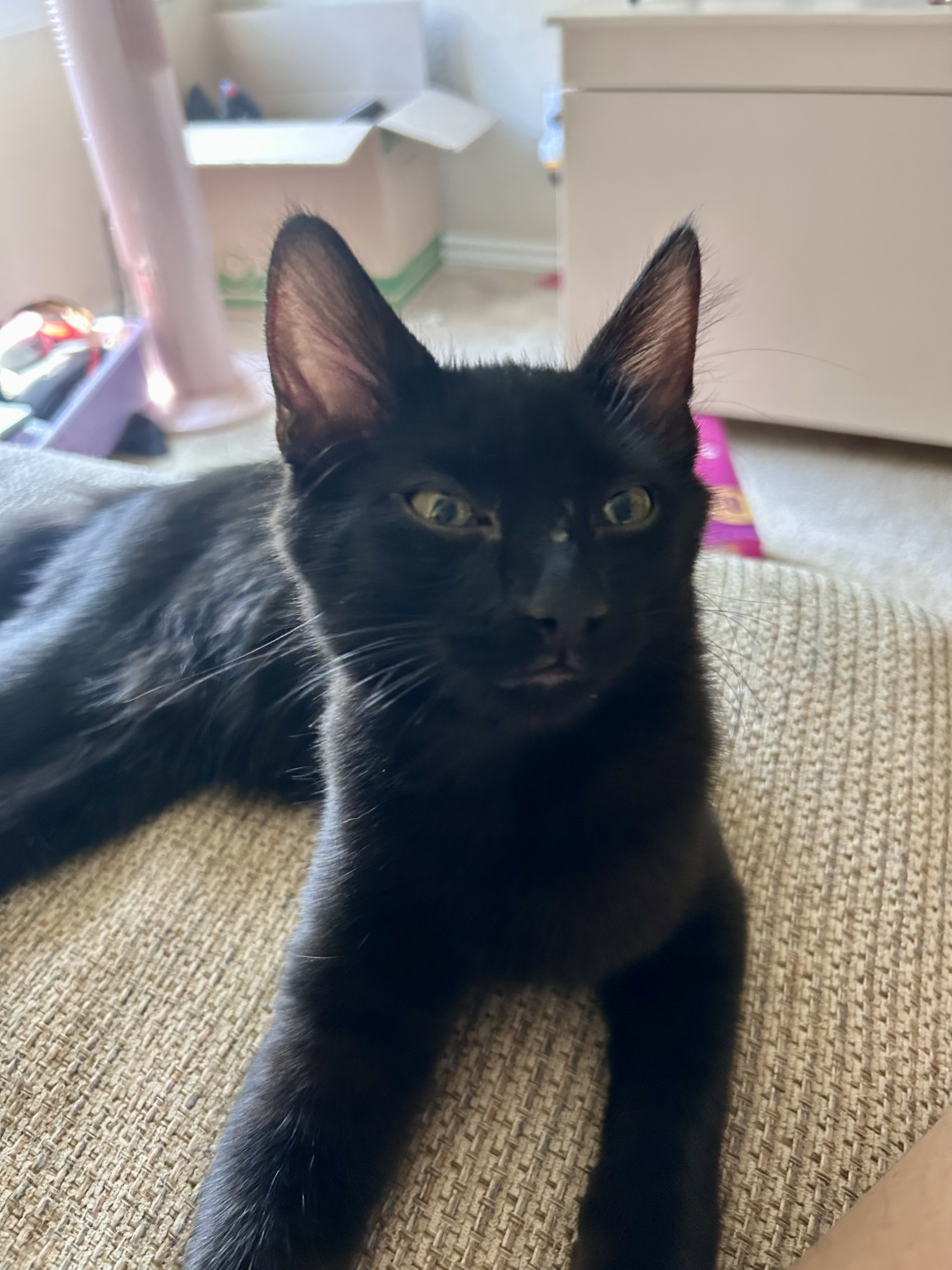 Enlarge Beauty, a Adoptable Domestic Medium Hair in Schertz, TX image 3/4