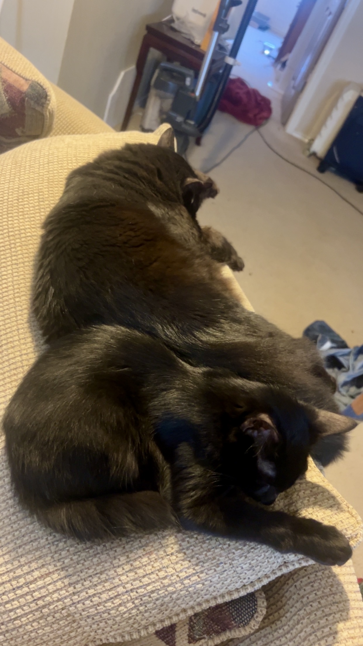 Enlarge Beauty, a Adoptable Domestic Medium Hair in Schertz, TX image 4/4