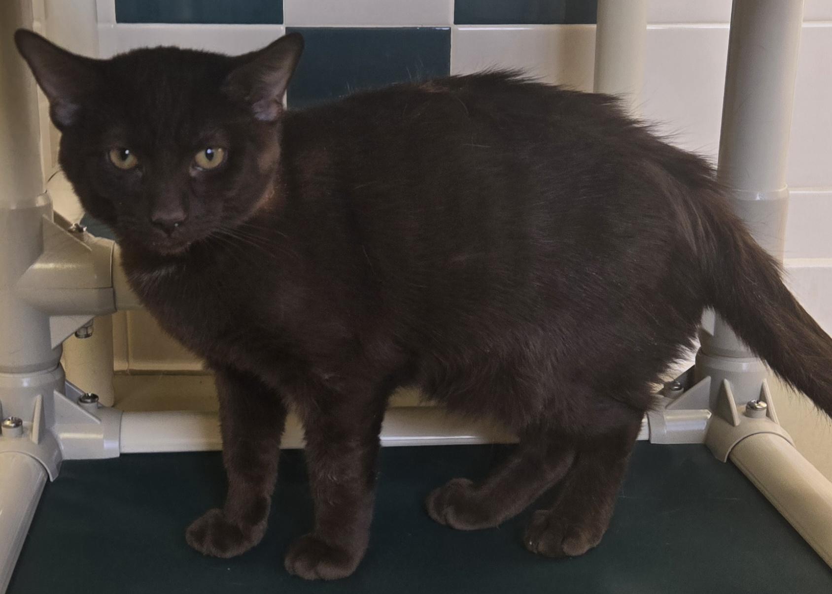 Enlarge Hershey, a ADOPTABLE Domestic Short Hair in Bluffton, IN image 1/1