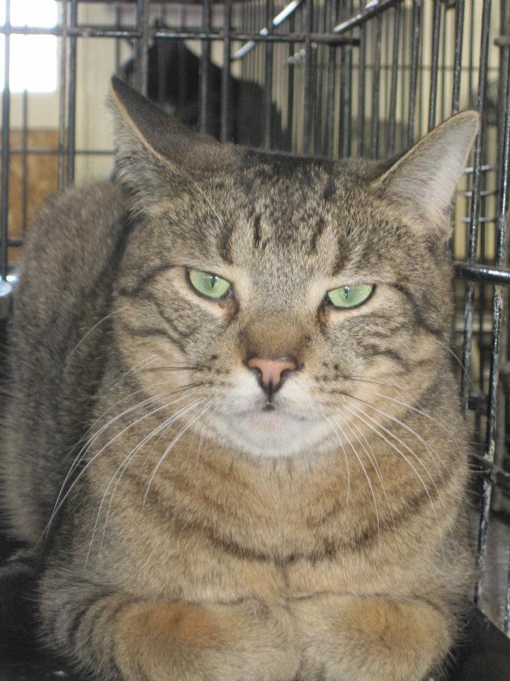 Floyd, Adoptable, Adult Male Tabby.