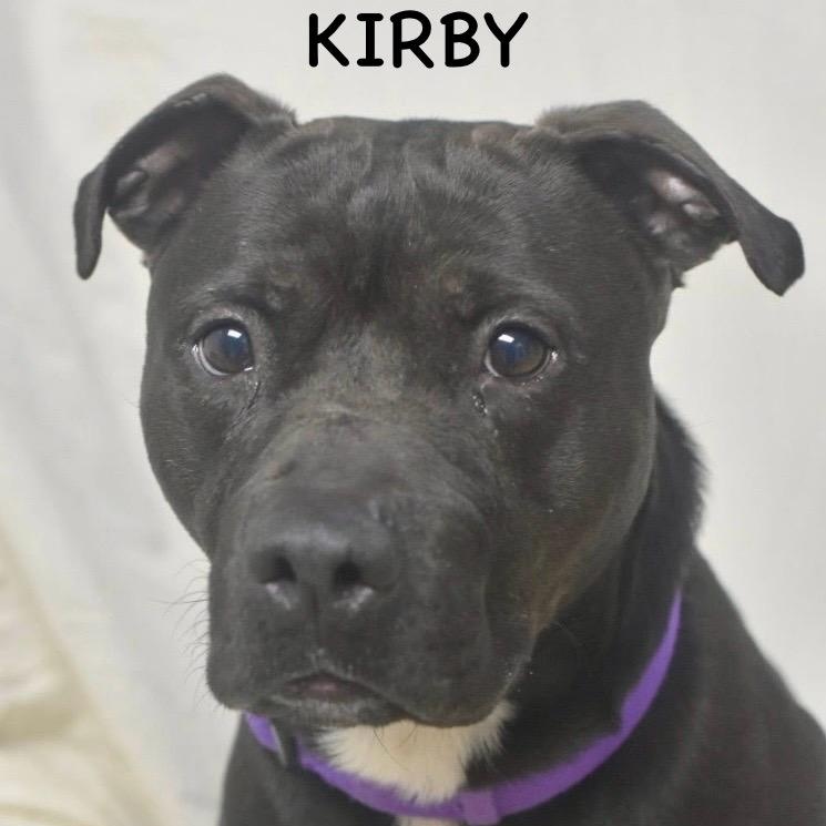 Enlarge KIRBY, a ADOPTABLE mixed breed in Bowling Green, OH image 2/6
