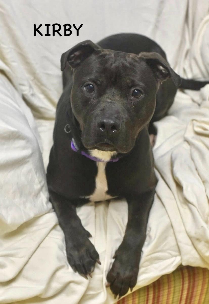 Enlarge KIRBY, a ADOPTABLE mixed breed in Bowling Green, OH image 4/6