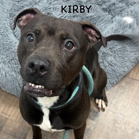 Enlarge KIRBY, a ADOPTABLE mixed breed in Bowling Green, OH image 1/6