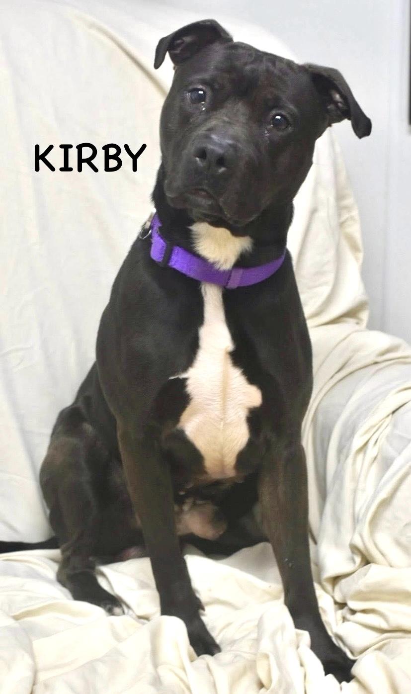 Enlarge KIRBY, a ADOPTABLE mixed breed in Bowling Green, OH image 3/6