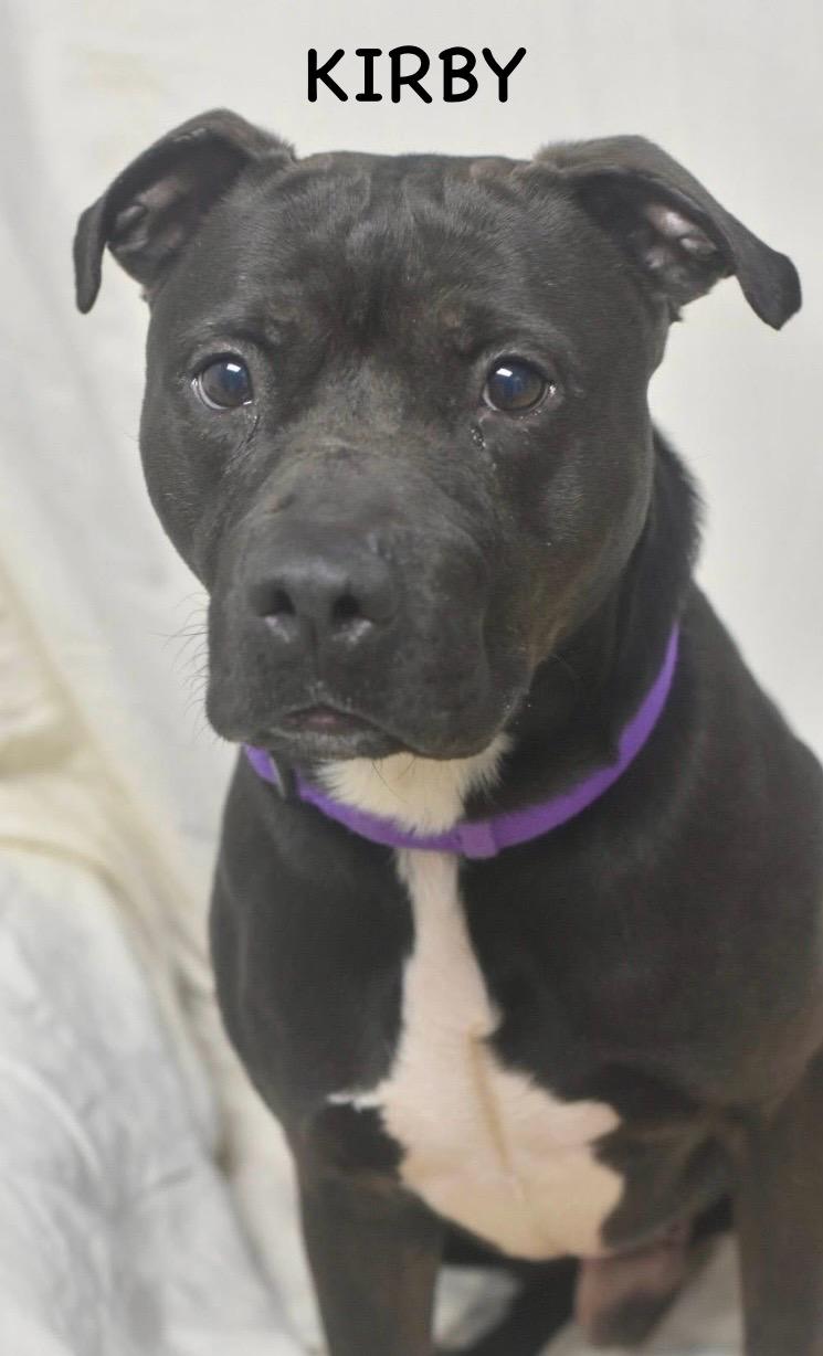 Enlarge KIRBY, a ADOPTABLE mixed breed in Bowling Green, OH image 5/6