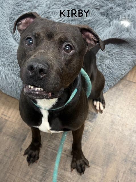 Enlarge KIRBY, a ADOPTABLE mixed breed in Bowling Green, OH image 6/6