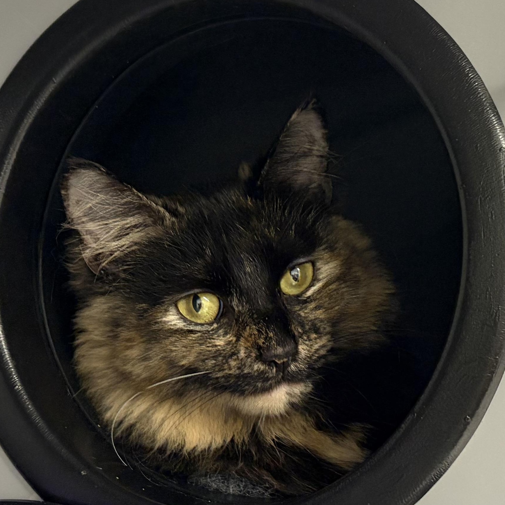 Enlarge Katrina, a Adopted Domestic Long Hair in AQUEBOGUE, NY image 1/1