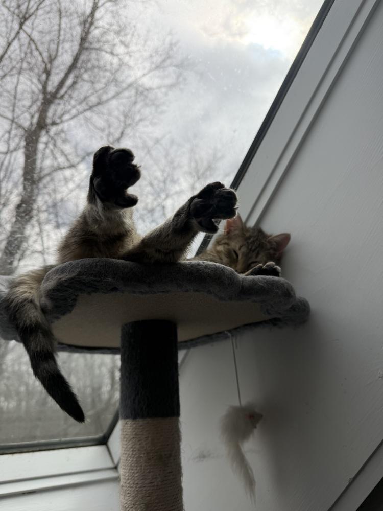 Enlarge Schitt's Creek:  Alexis Rose, a Adoptable mixed breed in Warren, CT image 2/6