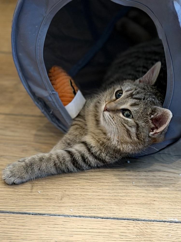 Enlarge Schitt's Creek:  Alexis Rose, a Adoptable mixed breed in Warren, CT image 3/6