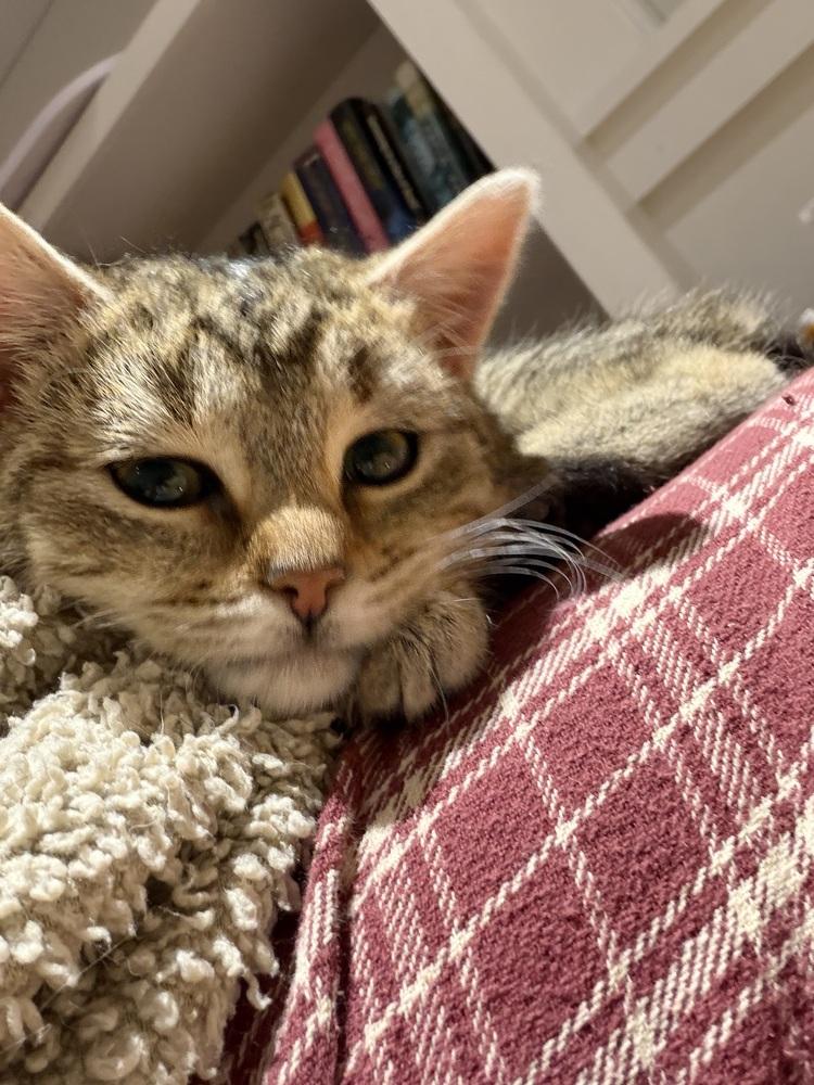 Enlarge Schitt's Creek:  Alexis Rose, a Adoptable mixed breed in Warren, CT image 4/6