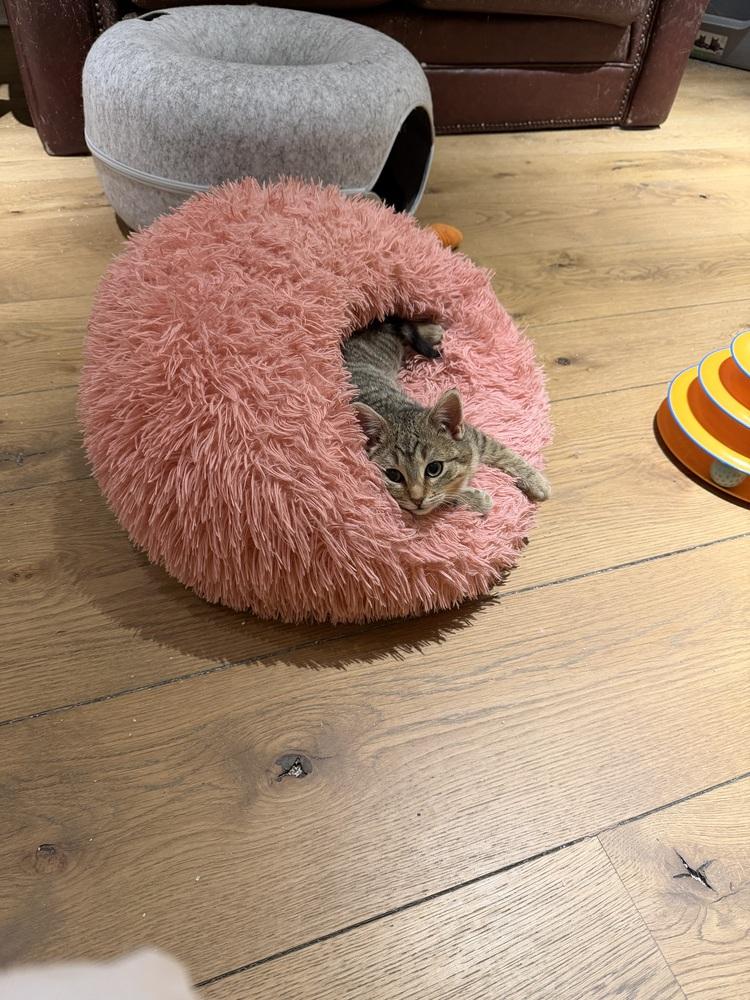 Enlarge Schitt's Creek:  Alexis Rose, a Adoptable mixed breed in Warren, CT image 5/6