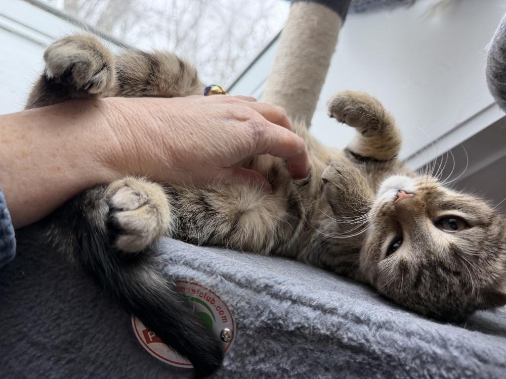 Enlarge Schitt's Creek:  Alexis Rose, a Adoptable mixed breed in Warren, CT image 6/6