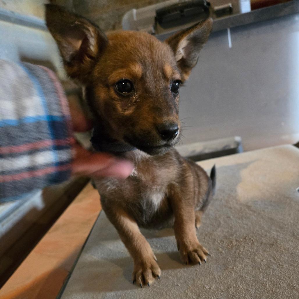 Falco, Adoptable, Puppy Male Cattle Dog.