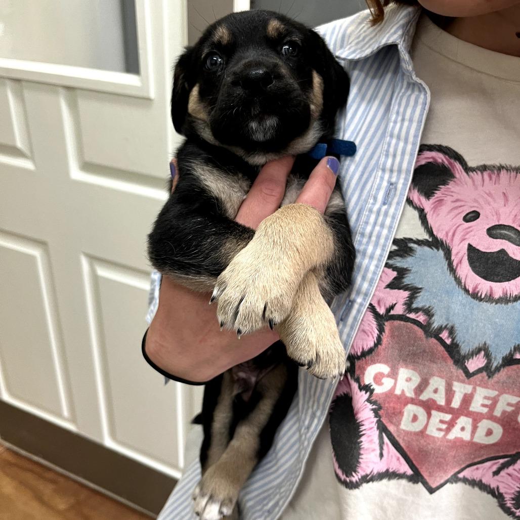 Chive, Adoptable, Puppy Male Shepherd & Mixed Breed.