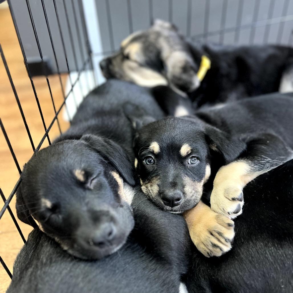 Enlarge Chive, a Adoptable mixed breed in Fayetteville, AR image 2/4