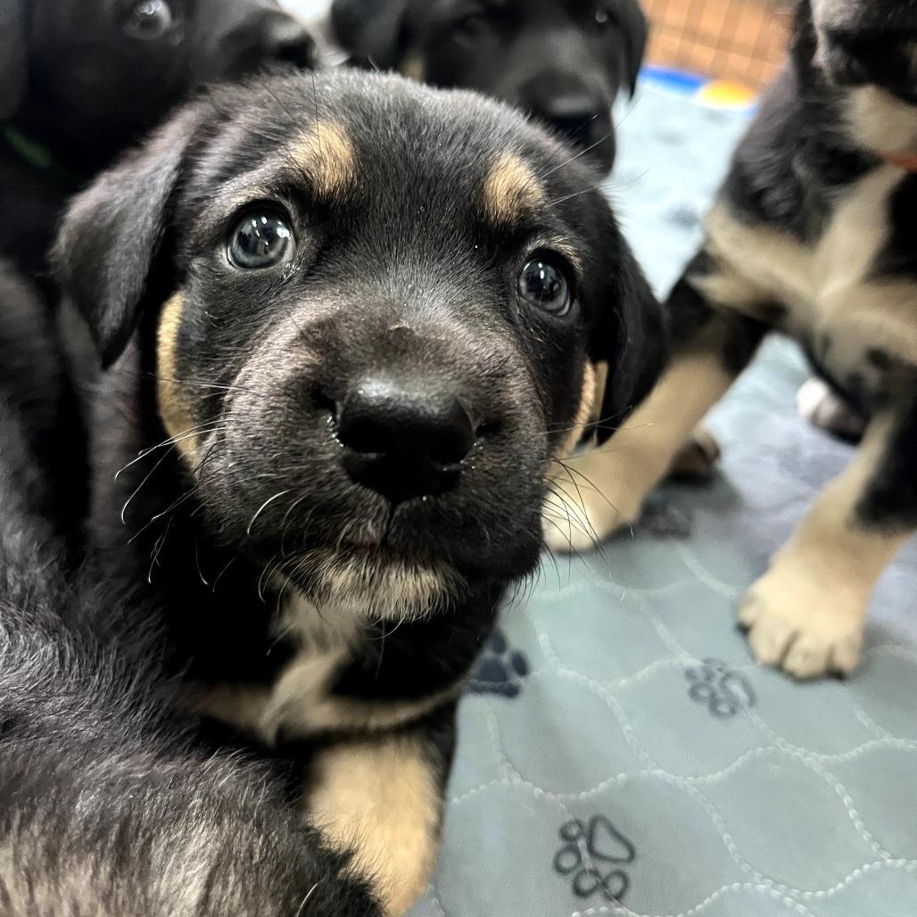 Enlarge Chive, a Adoptable mixed breed in Fayetteville, AR image 3/4