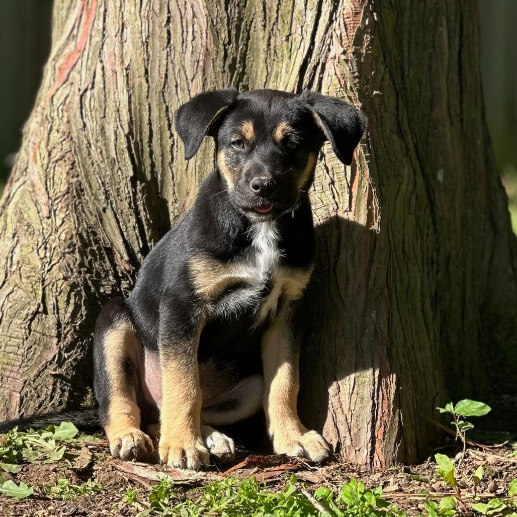 Enlarge Chive, a Adoptable mixed breed in Fayetteville, AR image 4/4