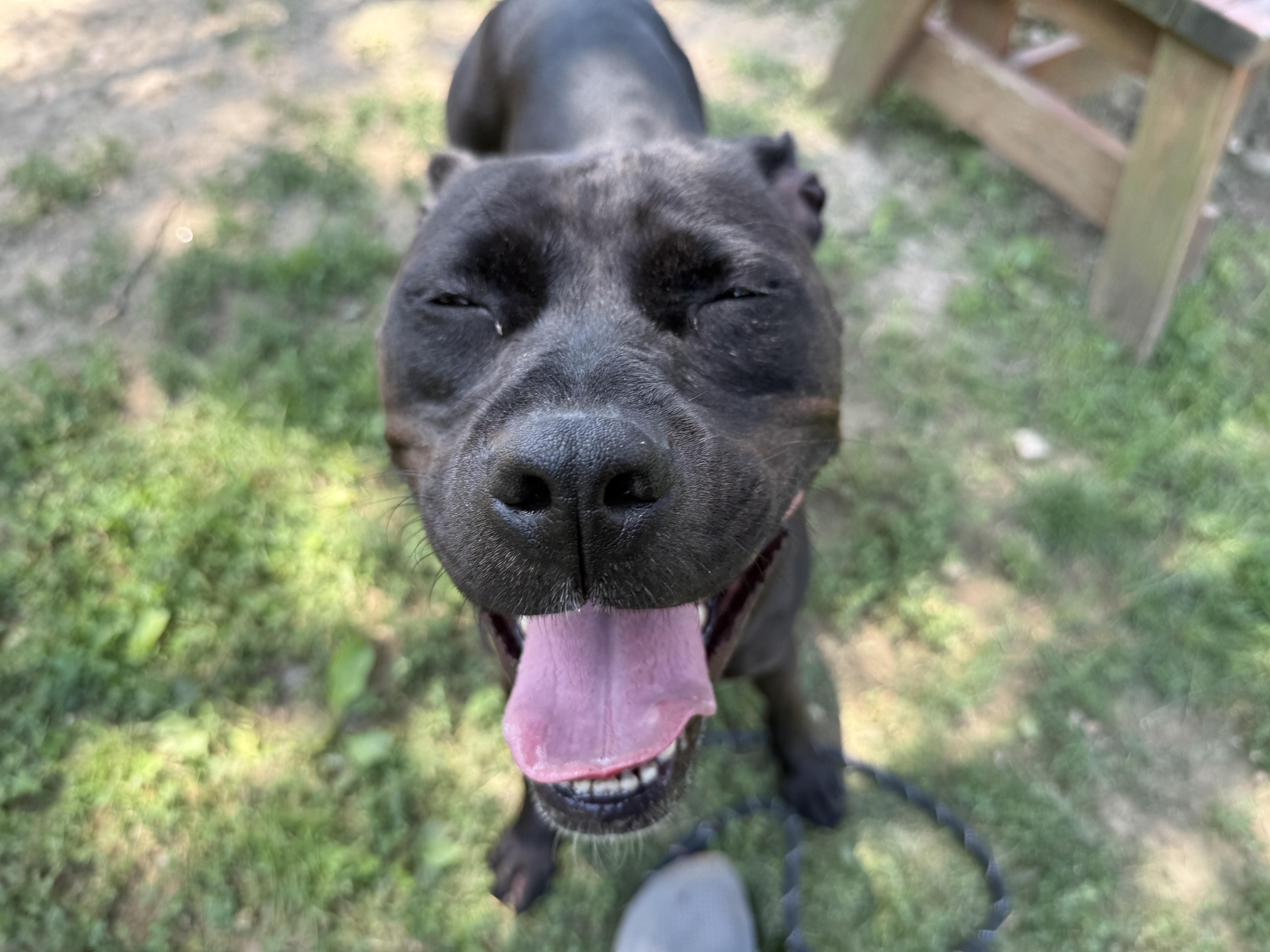 Storm, an adopted mixed breed in Yonkers, NY image 4/5