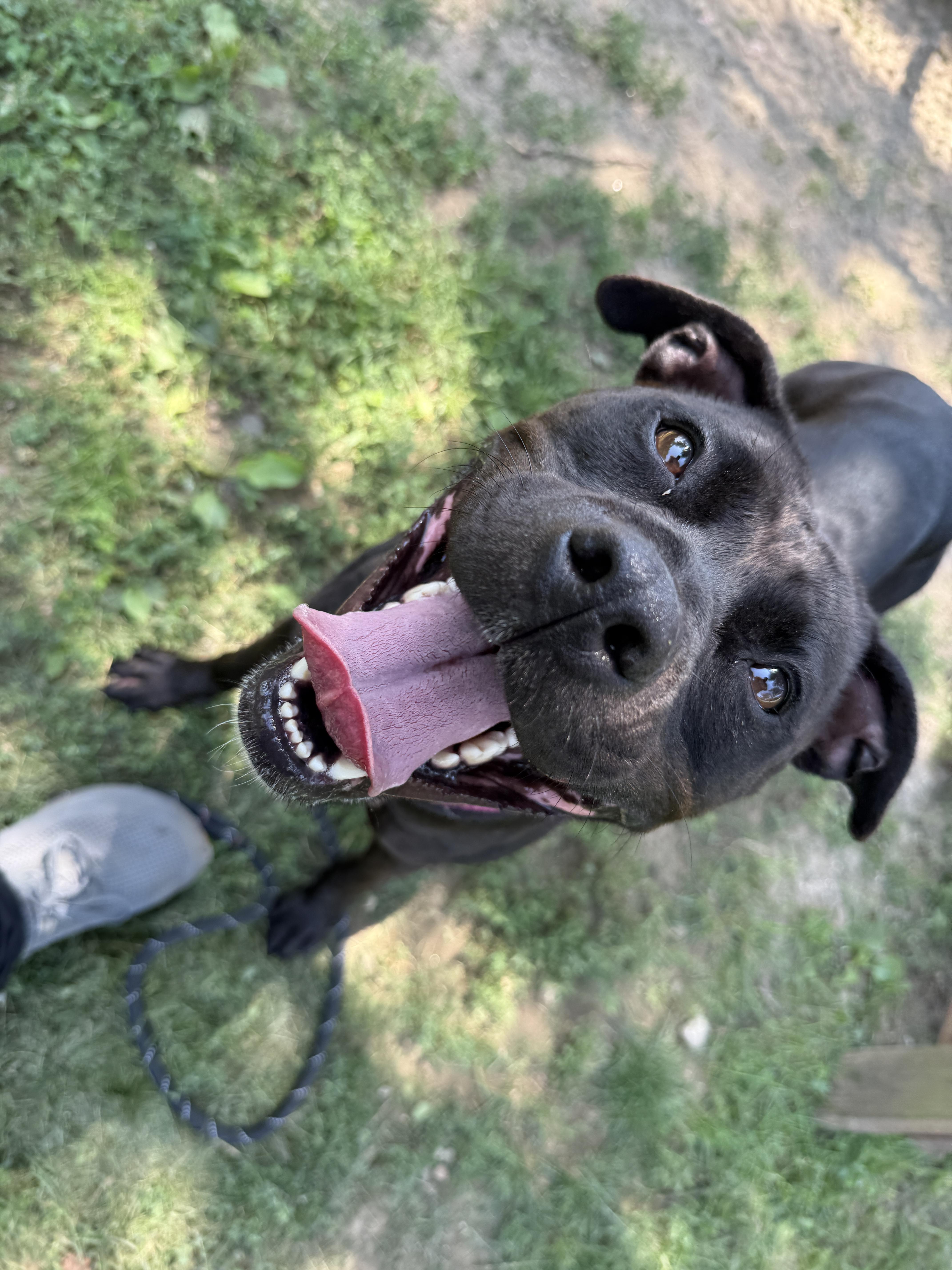 Storm, an adopted mixed breed in Yonkers, NY image 3/5