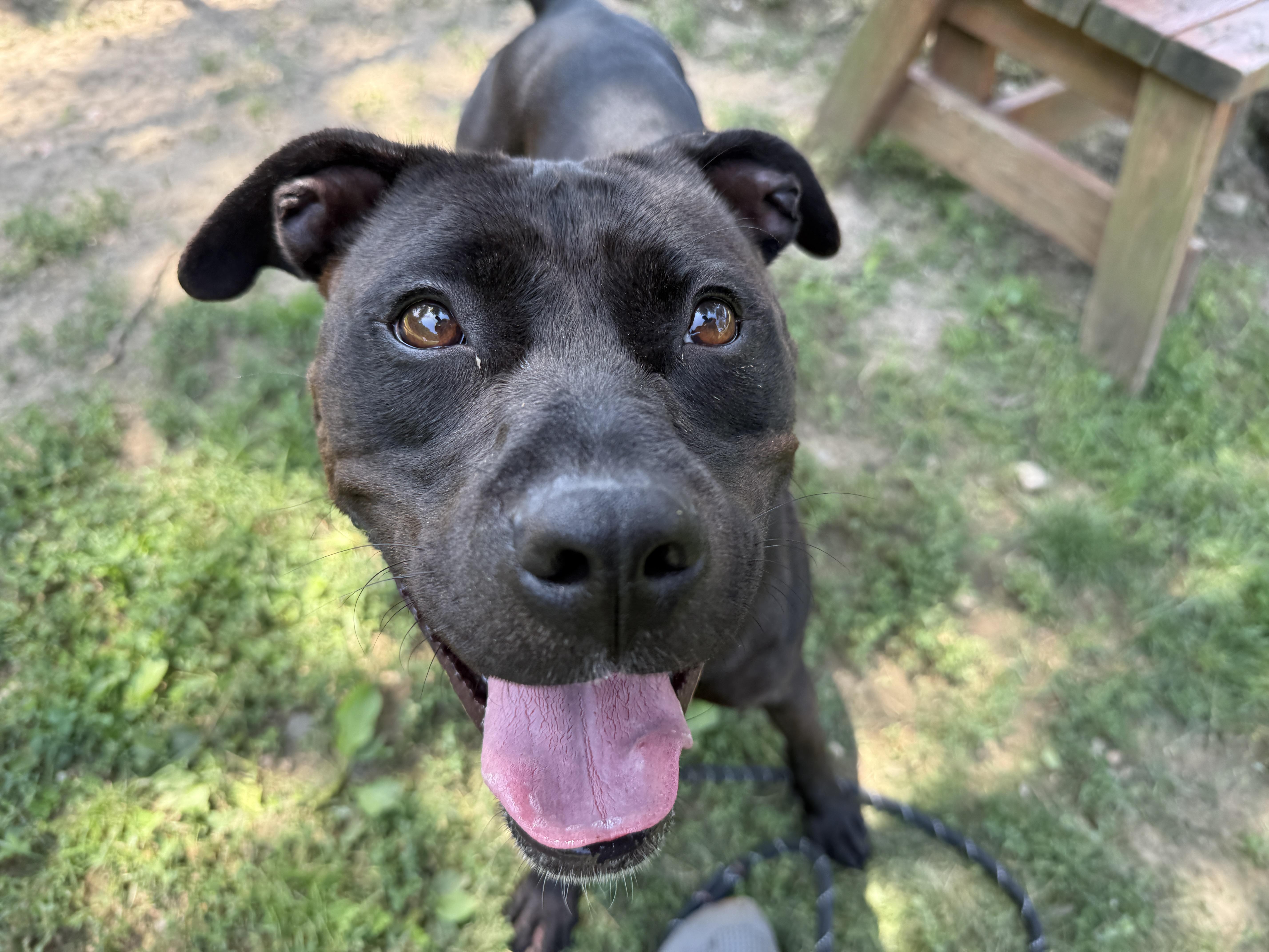 Storm, adopted, Young Female Pit Bull Terrier & Black Labrador Retriever.