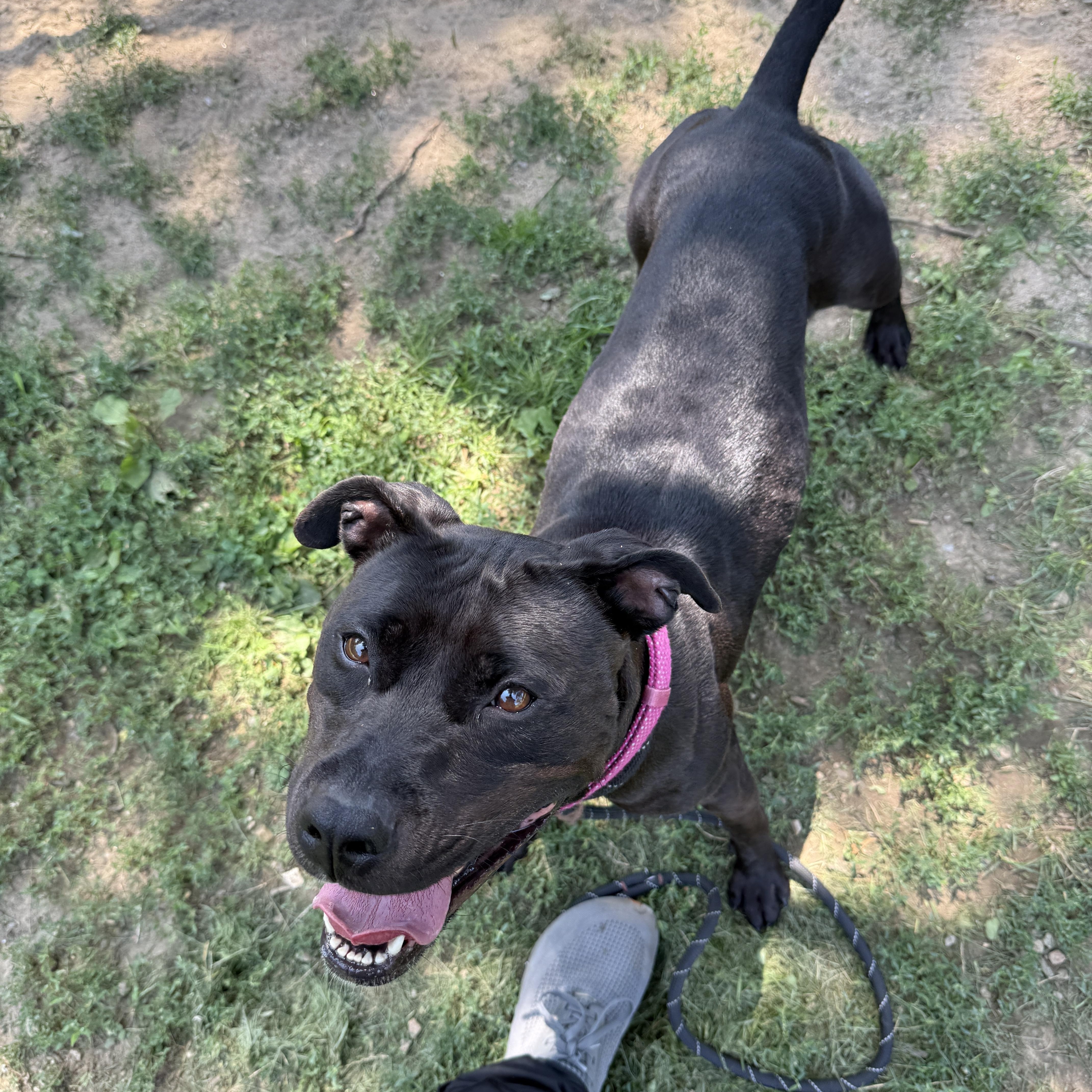 Storm, an adopted mixed breed in Yonkers, NY image 2/5